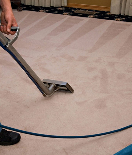 Importance Of Professional Carpet Cleaning in Manly
